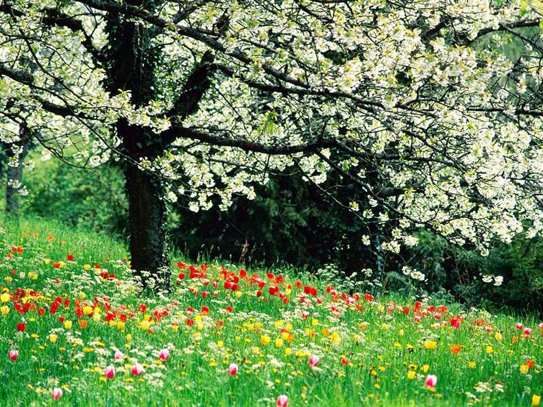 Buds in Bloom